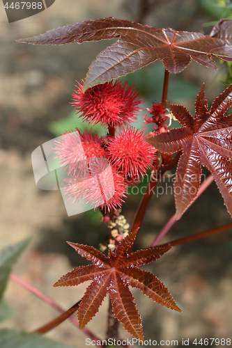 Image of Castor oil plant