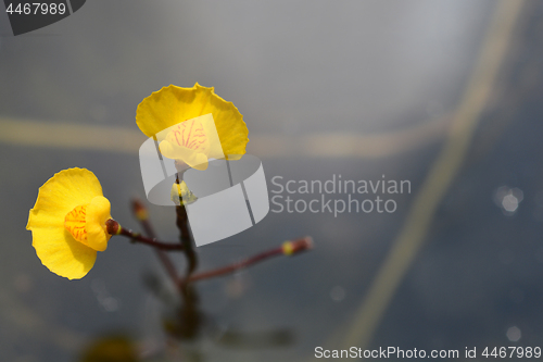 Image of Common bladderwort