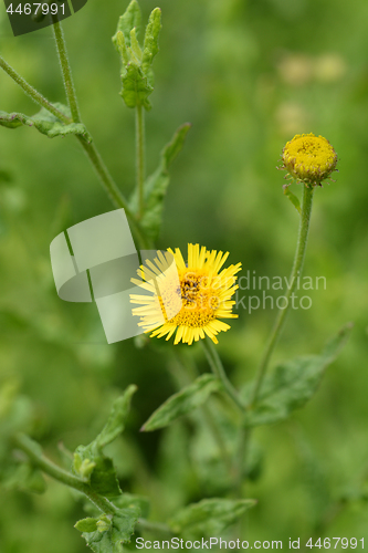 Image of Small fleabane