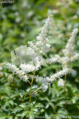 Image of White Gloria Astilbe