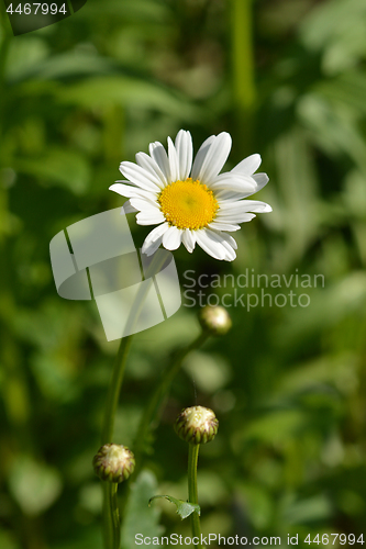 Image of Ox-eye daisy?