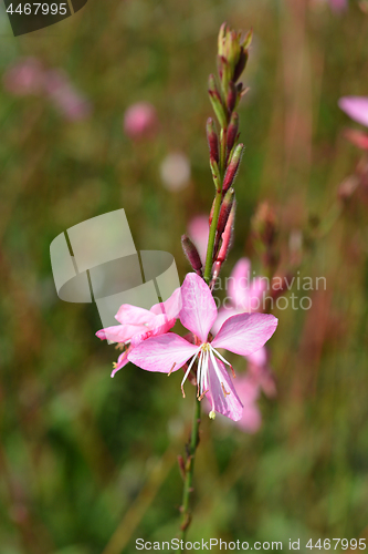 Image of Pink gaura