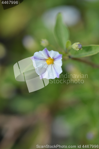 Image of White potato bush