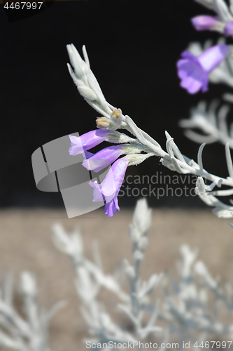 Image of Silky eremophila