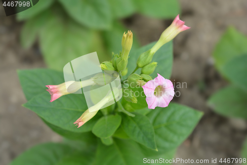 Image of Large tobacco