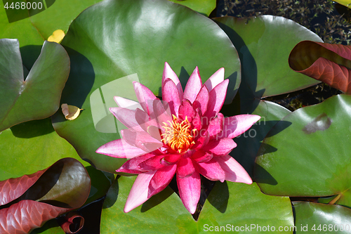 Image of Water lily