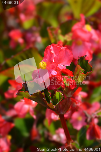 Image of Wax begonia Trophee rouge