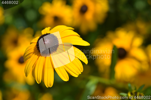 Image of Gloriosa daisy Indian Summer