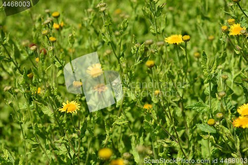 Image of Small fleabane