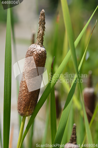 Image of Cattail