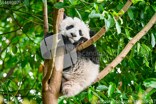 Image of Giant panda bear in China