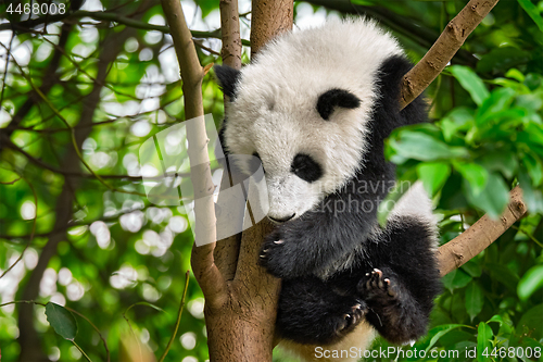 Image of Giant panda bear in China