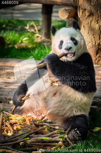 Image of Giant panda bear in China