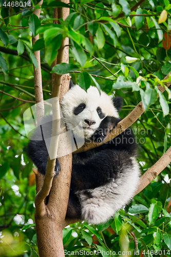 Image of Giant panda bear in China