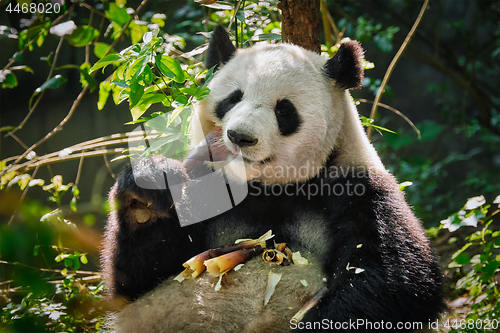 Image of Giant panda bear in China