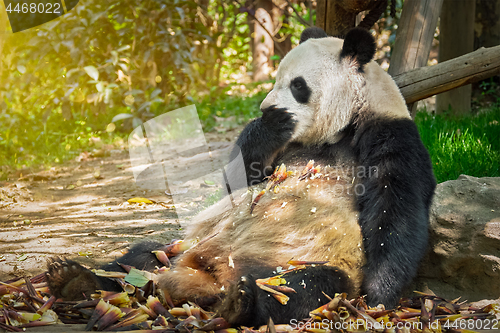 Image of Giant panda bear in China