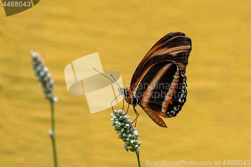 Image of Banded Orange Heliconian Butterfly