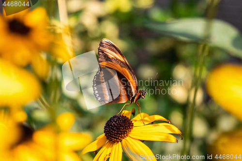 Image of Banded Orange Heliconian