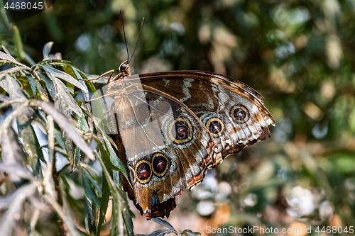 Image of Blue Morpho Butterfly