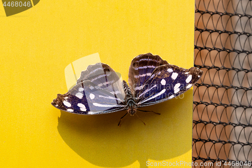 Image of Blue Wave Butterfly