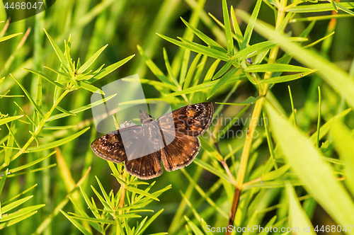 Image of Brown Skipper