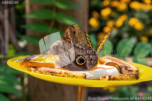 Image of Butterfly Fruit Dish