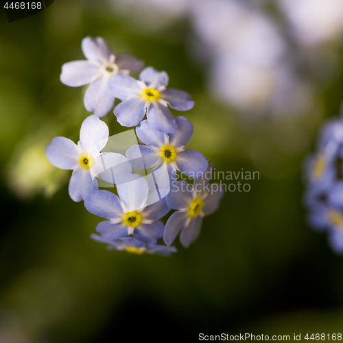 Image of Detail of forget-me-not flowers