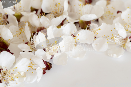 Image of White cherry blossoms on light gray background