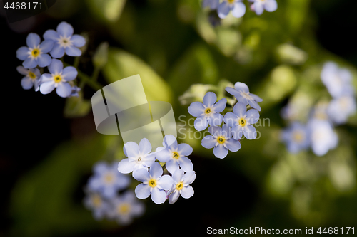 Image of Detail of forget-me-not flowers