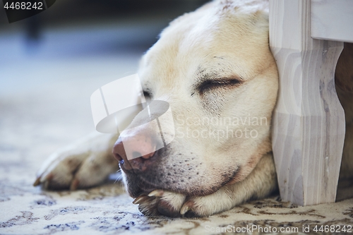 Image of Dog sleeping on the carpet