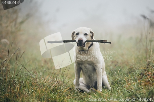 Image of Dog in autumn fog