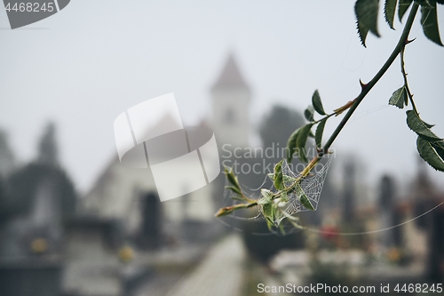 Image of Cemetery in autumn fog