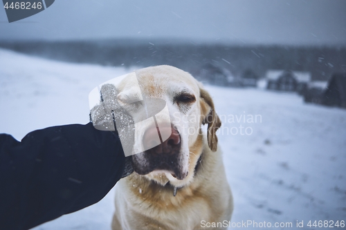 Image of Friendship between pet owner and his dog