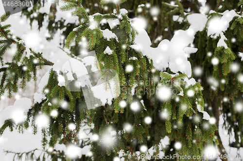 Image of fir branch and snow in winter forest