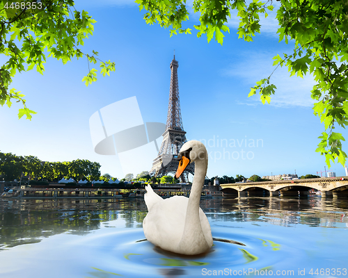 Image of Swan and Eiffel Tower