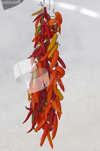 Image of Chili Peppers