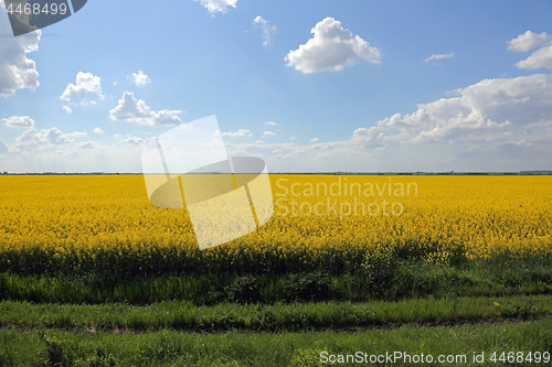 Image of Field of Canola