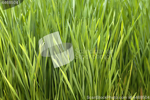 Image of Wheat Grass