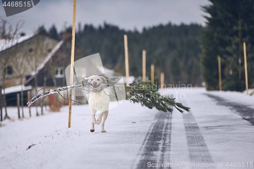 Image of Dog running with \"christmas tree\"