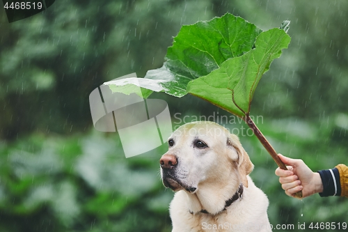 Image of Rainy day with dog in nature