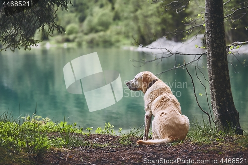 Image of Dog in forest