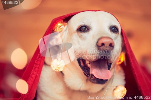 Image of Celebrations with cute dog