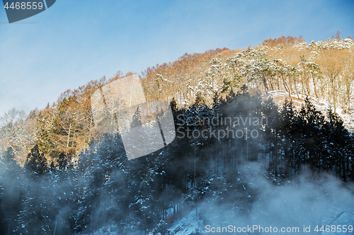 Image of winter forest in japan