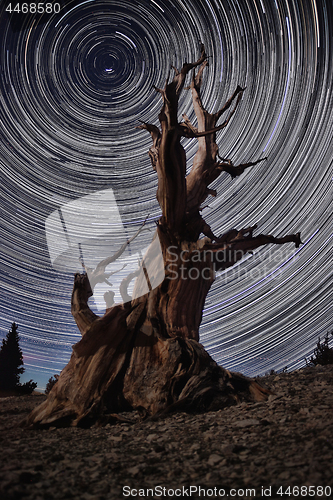 Image of Bristlecone Pine Tree in the Forest