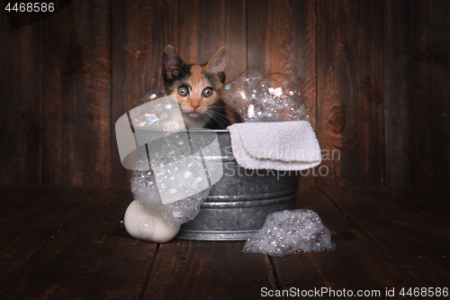 Image of Kittens in Washtub Getting Groomed By Bubble Bath