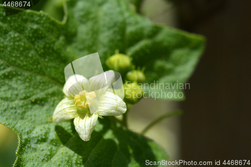 Image of English mandrake