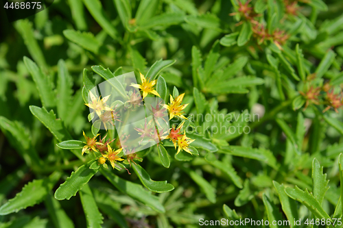 Image of Middendorf Stonecrop