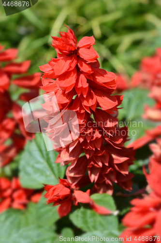 Image of Scarlet sage