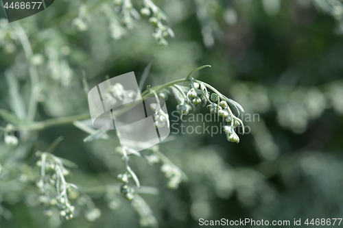 Image of Common wormwood