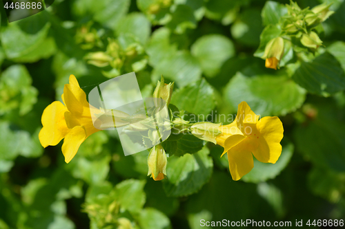 Image of Monkey flower